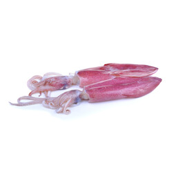 Seafood Squid Sample